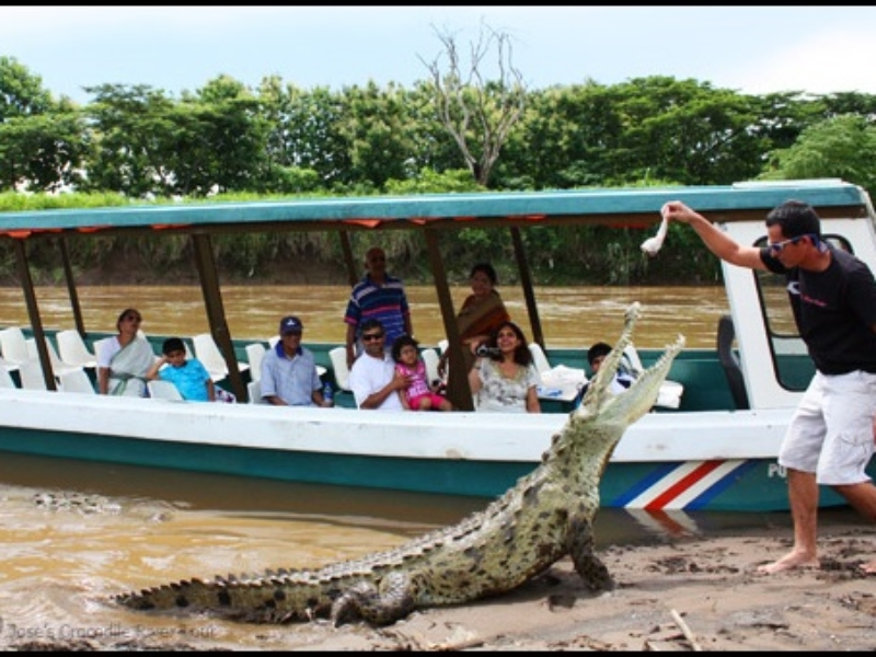 Crocodile Boat Tour