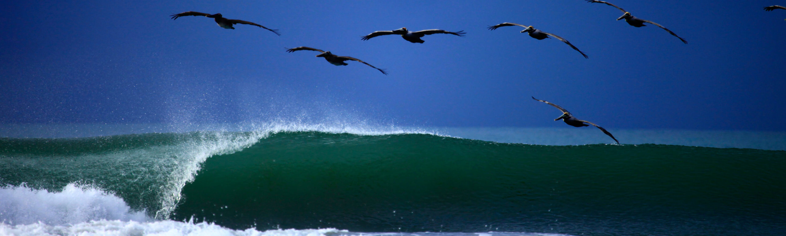 surf-costa-rica-pelican-waves