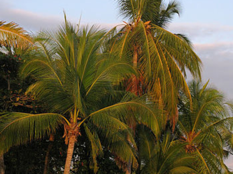 surfing-costa-rica-palms